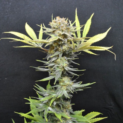CBD Nordle - CBD Crew bovenkant van de wietplant