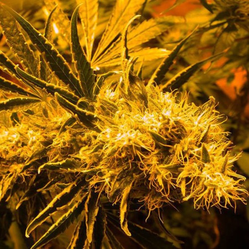CBD Crew Shark Shock wietplanten onder kunstlicht.
