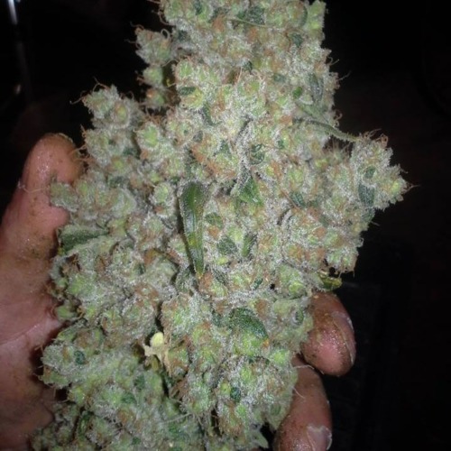 De oogst van de feminized Shark Shock wietplant.