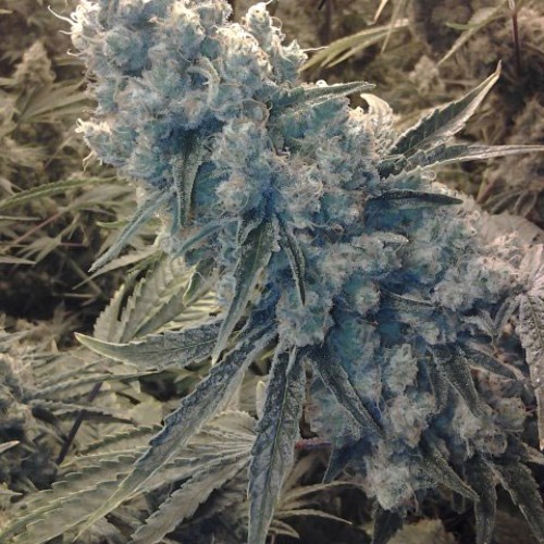 CBD Crew Shark Shock wietplant top.