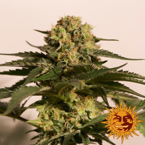 CBD Critical Cure wietsoort van Barney‚Äö√Ñ√¥s Farm