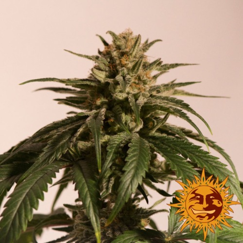 CBD Critical Cure cannabis plant - Barney‚Äö√Ñ√¥s Farm