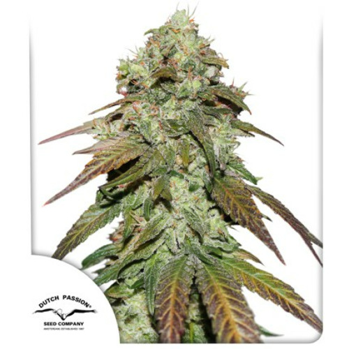 CBD Mazar - Dutch Passion