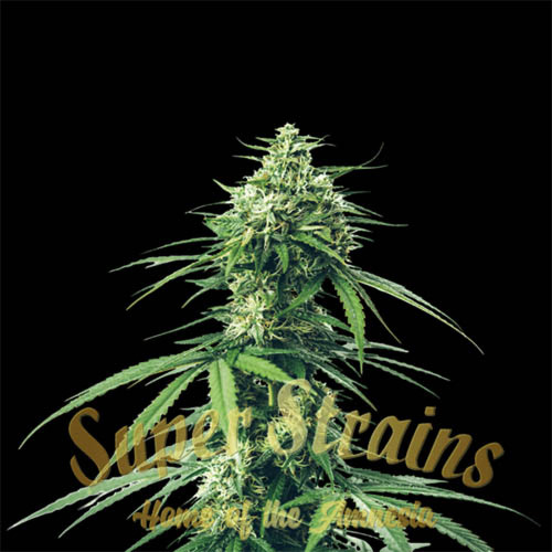 CBD Saga - Super Strains