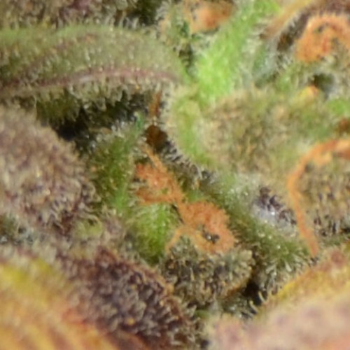 Auto Critical van CBD Seeds zijn feminised autoflower zaden die zeer snel bloeien.