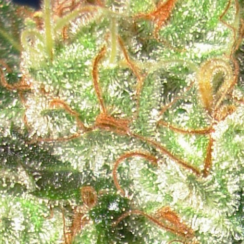 De THC op de bladeren van de Auto Diesel wietplant van CBD Seeds.