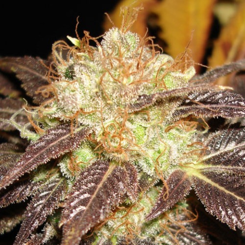 Het mooie paarse blad van de CBD Seeds Auto Diesel wietplant.