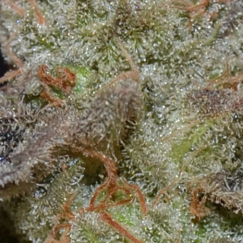 De duidelijk zichtbare THC op de Auto Lavender wietplant van CBD Seeds.