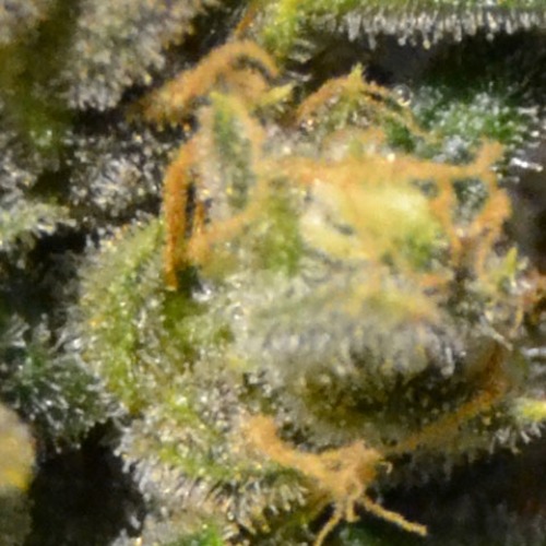 Auto Northern van CBD Seeds produceert smaakvolle wiet van een hoge kwaliteit.