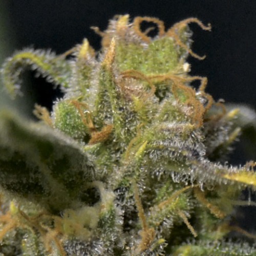 De Auto Northern feminized wietplant van CBD Seeds.