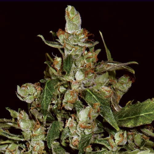 Auto Widow - CBD Seeds