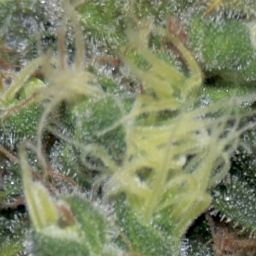 Close-up Auto Yumbolt wietplant van CBD Seeds.