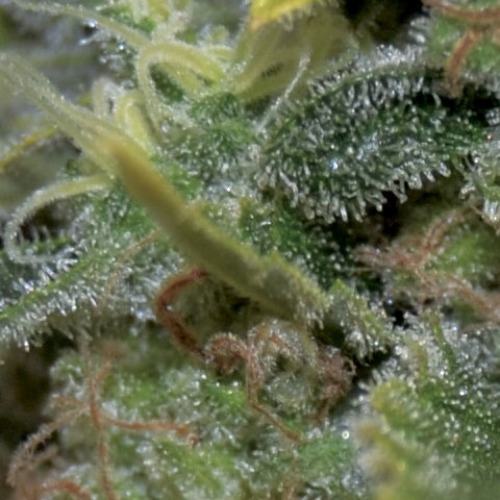 De THC op de blaadjes van de Auto Yumbolt wietplant van CBD Seeds.