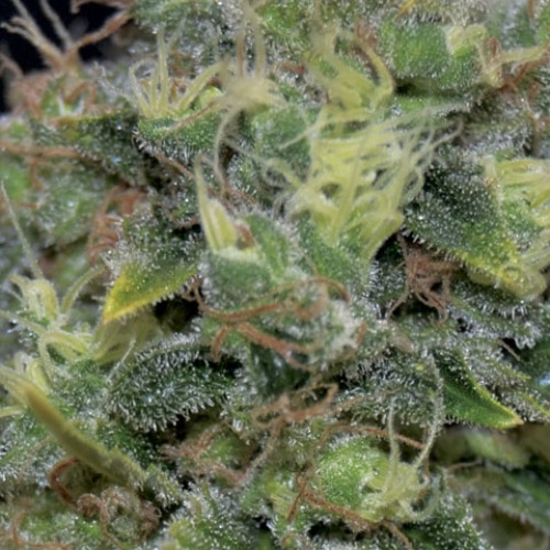 Auto Yumbolt van CBD Seeds behoort tot de meest verkochte wietzaadjes.