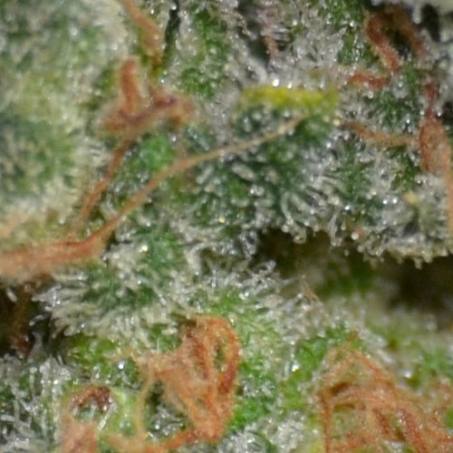 Close-up van de top van de Cheese van CBD Seeds.