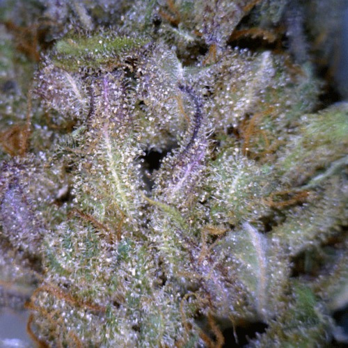De THC kristallen op de top van de CBD Seeds Critical