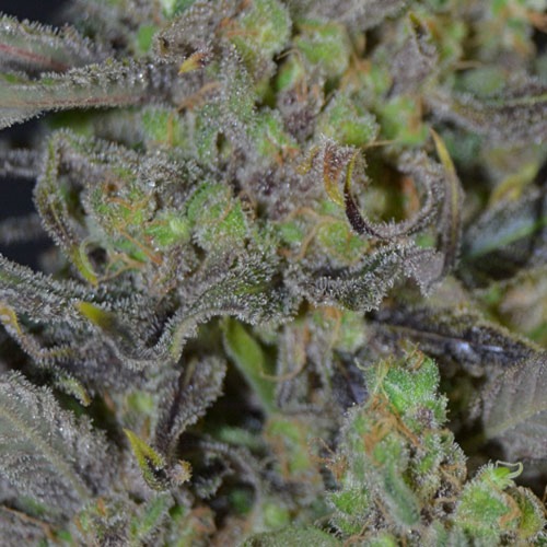 De zware compacte toppen van de critical wietplant van CBD Seeds