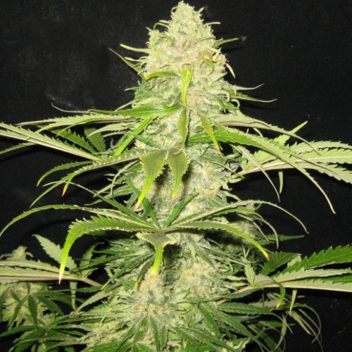 Critical wietplant van CBD Seeds