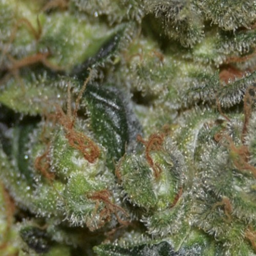 De bloeiende top van de Diesel wietplant van CBD Seeds.