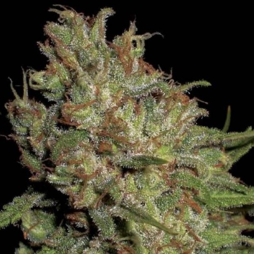 Domina feminized wietzaadjes - CBD Seeds.