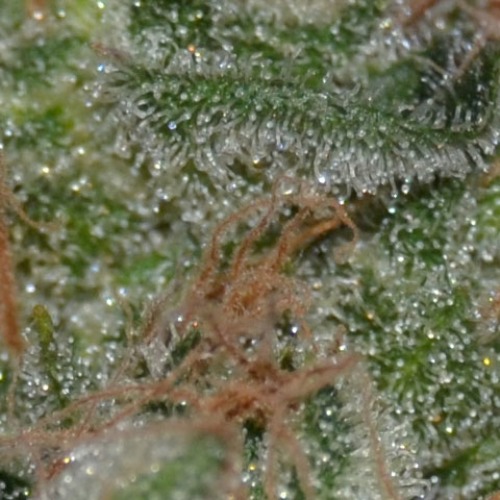 De THC kristallen op de Domina wietplant van CBD Seeds.