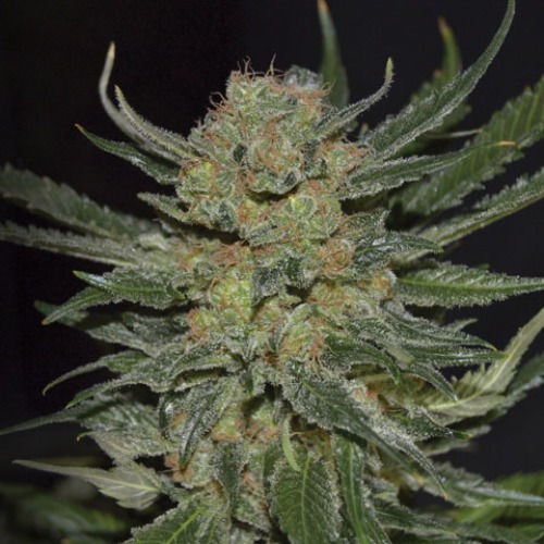 Domina - CBD Seeds