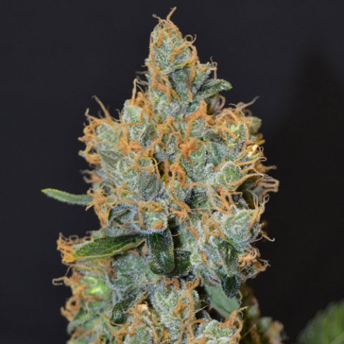 Lavender - CBD Seeds