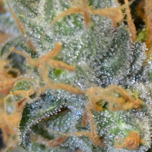 Close-up van de top van de Lavender wietplant waarop de THC kristallen goed zichtbaar zijn.