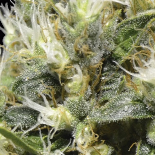 De top van de Northern wietplant van CBD Seeds