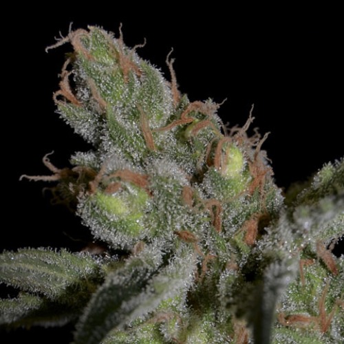 Shark wietplant top van CBD Seeds