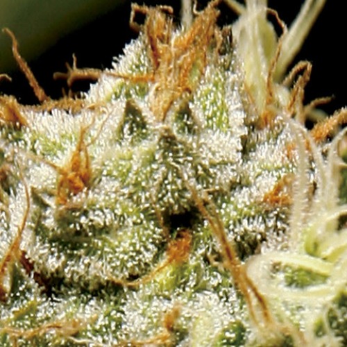 THC op de top van de Yumbolt wietplant van CBD Seeds.