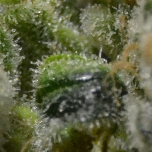 Zen wietzaadjes van CBD Seeds worden ook veel verkocht als medicinale cannabis.