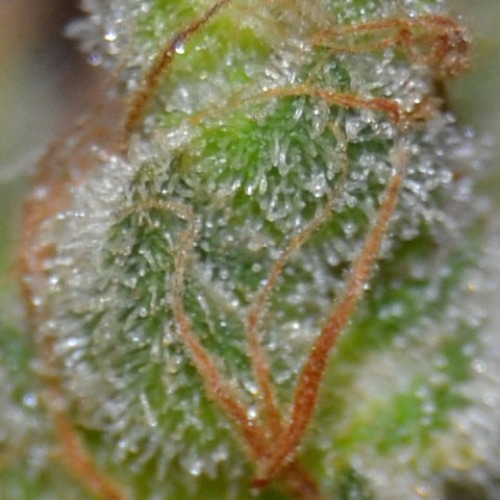 De duidelijk zichtbare THC op de top van de Zen wietplant van CBD Seeds.
