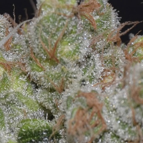 De wiet van de Zen wietplant van CBD Seeds heeft een verrassende smaak.