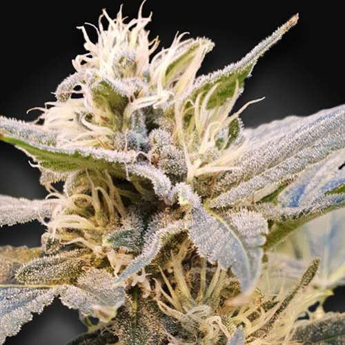 CBDelight - Paradise Seeds