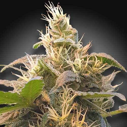 CBDenergy - Paradise Seeds