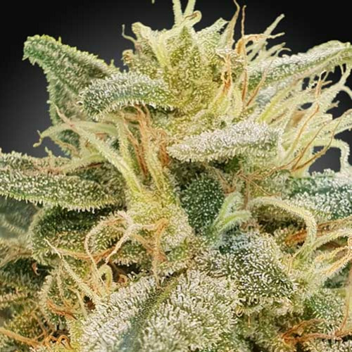 CBDrelief - Paradise Seeds