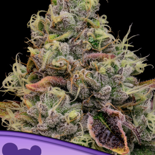 Chaos Cake - Anesia Seeds