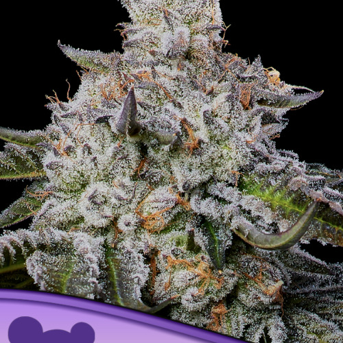 Chaos Cake Auto - Anesia Seeds
