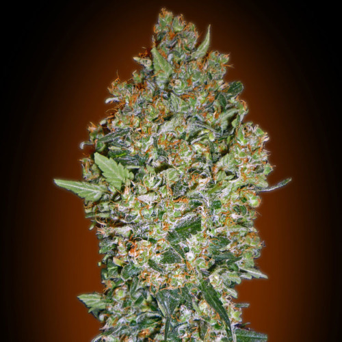 Cheese Berry - 00 Seeds