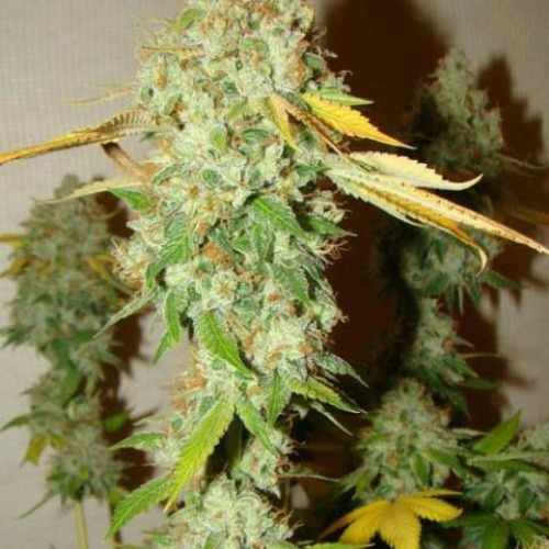 Chem OG cannabis plant - Female Seeds
