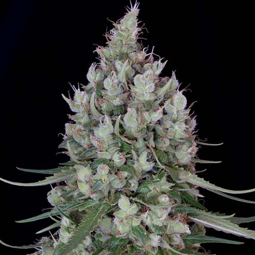 Chemdawg #4 - Big Head Seeds Hoofdtop