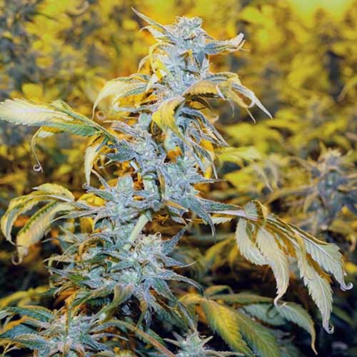Chemdog #4 - Blimburn Seeds - Wietplant