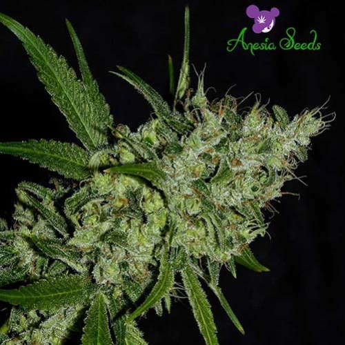 Chemdog - Anesia Seeds