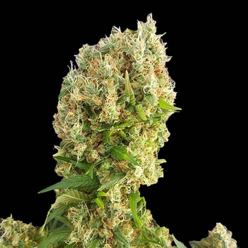 Chemdog Gorilla - Expert Seeds