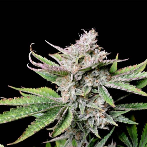 Cherry Cola Auto - FastBuds Hoofdtop