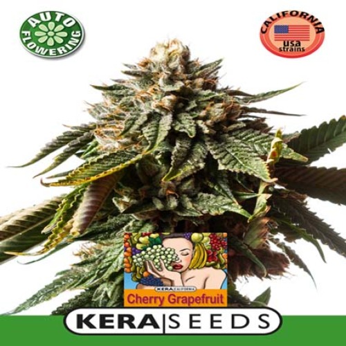 Cherry Grapefruit Auto - Kera Seeds