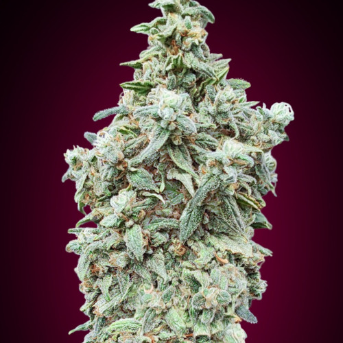 Cherry Pie - Advanced Seeds