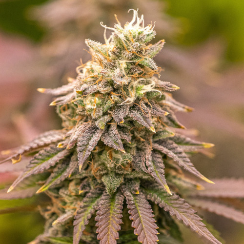 Cherry Pie Auto - Huismerk Wietzaadjes.nl