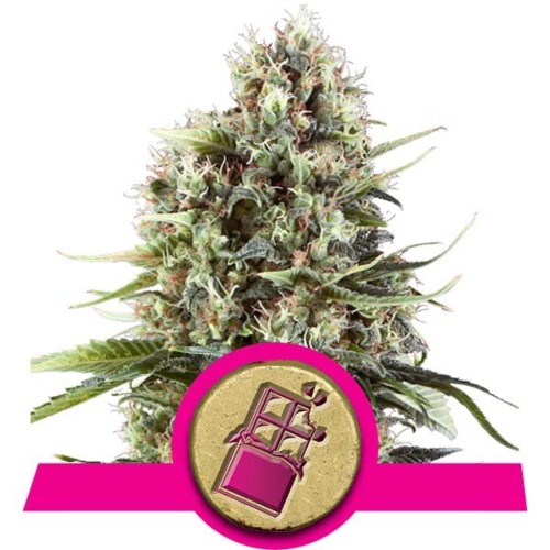 Chocolate Haze Top - Royal Queen Seeds